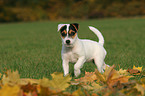 Jack Russell Terrier Puppy in autumn