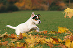 running Jack Russell Terrier Puppy