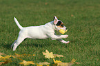 playing Jack Russell Terrier Puppy