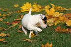 Jack Russell Terrier Puppy in autumn