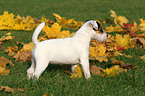 Jack Russell Terrier Puppy in autumn
