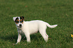 standing Jack Russell Terrier Puppy