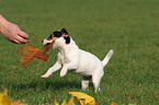 playing Jack Russell Terrier Puppy