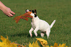 playing Jack Russell Terrier Puppy