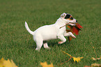 playing Jack Russell Terrier Puppy