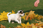 Jack Russell Terrier Puppy in autumn