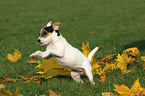 Jack Russell Terrier Puppy in autumn foliage