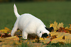 Jack Russell Terrier Puppy in autumn foliage