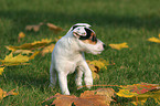 Jack Russell Terrier Puppy in autumn foliage