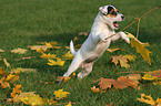 playing Jack Russell Terrier Puppy