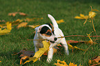 Jack Russell Terrier Puppy with autumn foliage