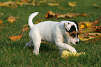 playing Jack Russell Terrier Puppy