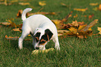 Jack Russell Terrier Puppy in autumn
