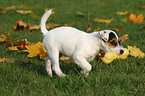 playing Jack Russell Terrier Puppy