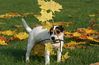 Jack Russell Terrier Puppy with autumn foliage