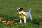 Jack Russell Terrier Puppy with autumn foliage