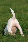 digging Jack Russell Terrier Puppy