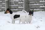 Jack Russell Terrier