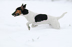 running Jack Russell Terrier