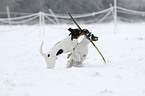 playing Jack Russell Terrier