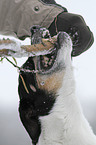 playing Jack Russell Terrier