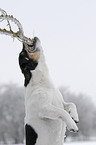 playing Jack Russell Terrier