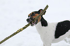 playing Jack Russell Terrier