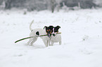 playing Jack Russell Terrier