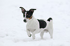 running Jack Russell Terrier