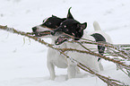 playing Jack Russell Terrier