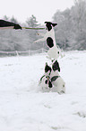 playing Jack Russell Terrier