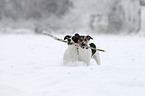 playing Jack Russell Terrier