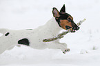 playing Jack Russell Terrier