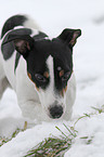 Jack Russell Terrier