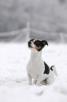 Jack Russell Terrier