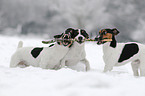 playing Jack Russell Terrier