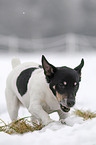 Jack Russell Terrier