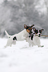 playing Jack Russell Terrier