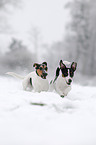 running Jack Russell Terrier