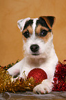 young Jack Russell Terrier at christmas