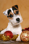 young Jack Russell Terrier at christmas