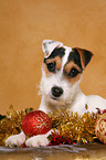 young Jack Russell Terrier at christmas