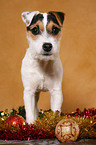 young Jack Russell Terrier at christmas