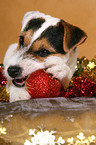 young Jack Russell Terrier at christmas
