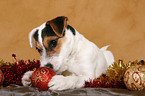 young Jack Russell Terrier at christmas