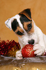 young Jack Russell Terrier at christmas