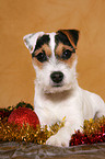 young Jack Russell Terrier at christmas