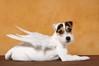 young Jack Russell Terrier as angel