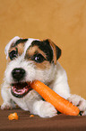 young Jack Russell Terrier eats carrot