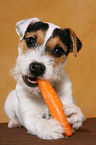 young Jack Russell Terrier eats carrot